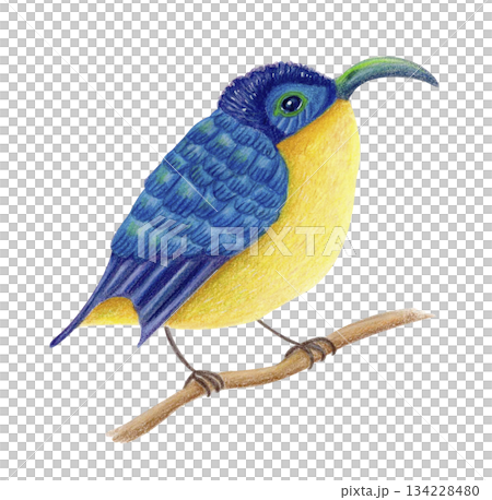 Yellow-bellied sunbird, watercolor isolated illustration. Colorful Madagascar tropical bird on branch, exotic animal clipart. 134228480