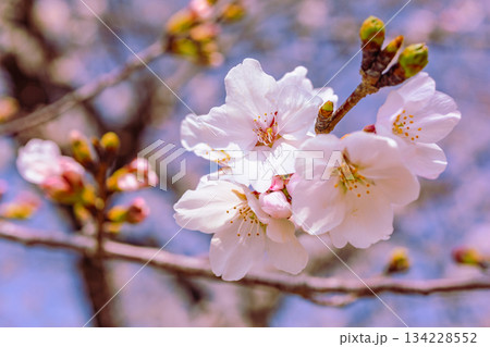 ソメイヨシノ桜3ー8 134228552