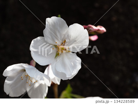 ソメイヨシノ桜3ー61 134228589