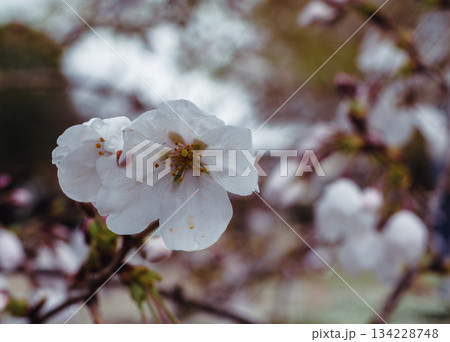 ソメイヨシノ桜ー76 134228748