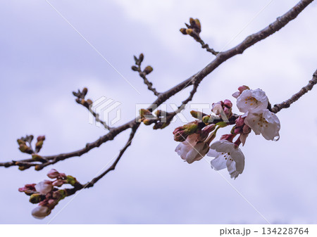 ソメイヨシノ桜ー92 134228764