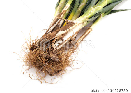 新鮮な泥付き長ネギ 134228780