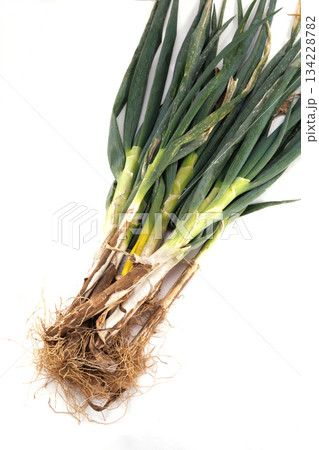 新鮮な泥付き長ネギ 134228782