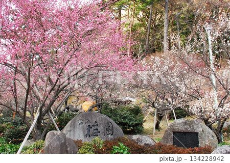 熱海梅園と彫られた石碑(静岡県熱海市) 134228942