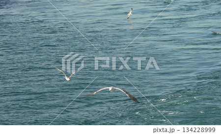Seagulls Feeding Ocean Fish Wildlife Aerial Hunting Scene 134228999