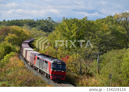 紅葉する根室本線を走るDF200形機関車がけん引する貨物列車 134229128