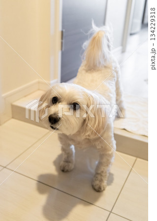 飼い主を見つめる犬 134229318