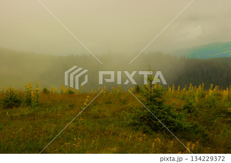 mountains in a magical fog in the Black Forest, Germany, mystical landscape under the fog, the fog creates an illusion. mountains in a magical fog in the Black Forest, Germany, mystical landscape under the fog, the fog creates an illusion. 134229372