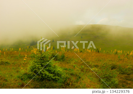 mountains in a magical fog in the Black Forest, Germany, mystical landscape under the fog, the fog creates an illusion.  134229376