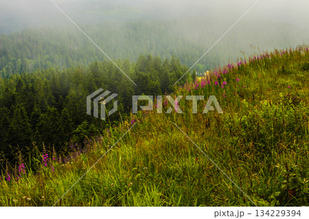 mountains in a magical fog in the Black Forest, Germany, mystical landscape under the fog, the fog creates an illusion.  134229394