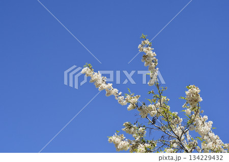 Black locust Black locust 134229432