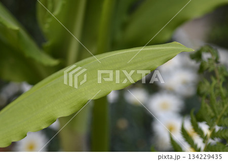 Ball lily Ball lily 134229435