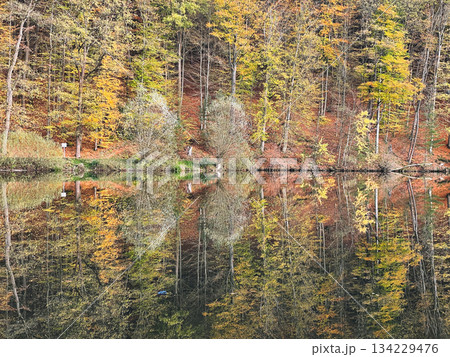 A forest lake surrounded by autumn foliage wallpaper. Forest lake in autumn background. Autumn forest lake postcard. Forest lake in autumn landscape in Marbach Fulda Hesse Germany 134229476