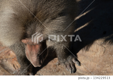 Baboon Grooming Sun Zoo Baboon Grooming Sun Zoo 134229513