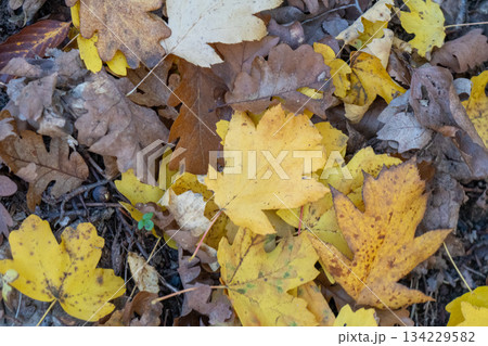 Autumn leaves, fall foliage, forest floor with vibrant golden seasonal beauty Autumn leaves, fall foliage, forest floor with vibrant golden seasonal beauty 134229582
