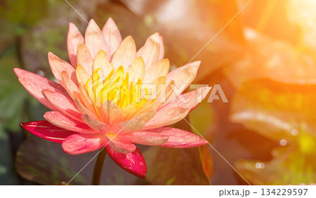 Pink lotus water lily flower in pond, waterlily with green leaves blooming Pink lotus water lily flower in pond, waterlily with green leaves blooming 134229597