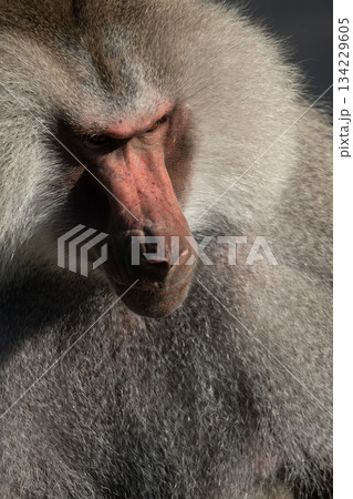 Baboon Portrait Zoo Animal Closeup. A hamadryas baboon stares intensely at the camera, its long, gray fur and prominent snout visible. Baboon Portrait Zoo Animal Closeup. A hamadryas baboon stares intensely at the camera, its long, gray fur and prominent snout visible. 134229605