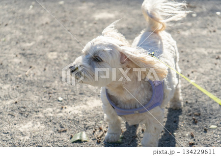 風に吹かれるマルックス（顔にひっつき虫がついている） 134229611