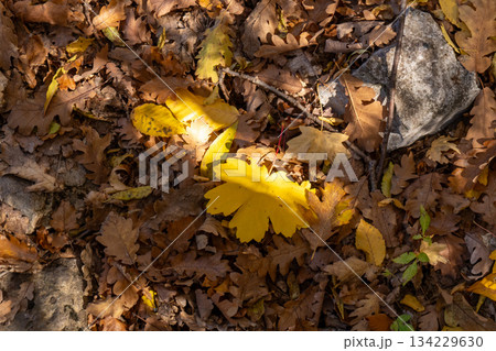 Autumn leaves fall foliage nature ground with scattered yellow leaves and bright sunlight on forest floor 134229630