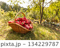 Wicker basket full with red sweet peppers 134229787