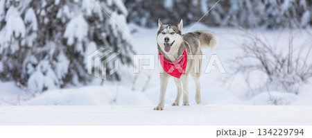 Husky dog with red scarf standing in snow 134229794