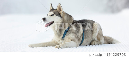 Husky dog lying in snow close-up banner 134229798