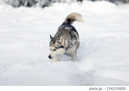 Husky dog walks in snow, sniffing 134229800