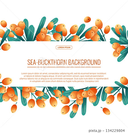 Colorful background with sea buckthorn twigs and berries. The concept of autumn, tea drinking. Vector illustration for the design of posters, flyers, postcards and invitations Colorful background with sea buckthorn twigs and berries. The concept of autumn, tea drinking. Vector illustration for the design of posters, flyers, postcards and invitations 134229804