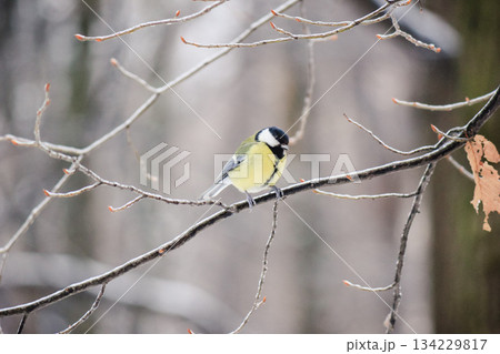 Beautiful Great Tit bird perched on a frost-covered tree branch in a peaceful winter forest scene 134229817