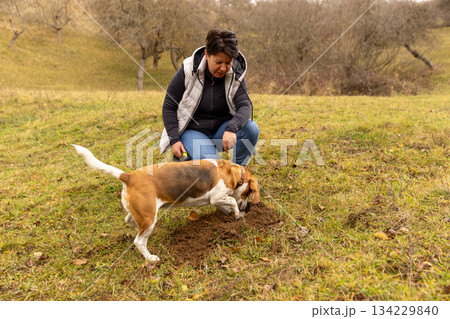 Woman and beagle dog digging outdoors 134229840