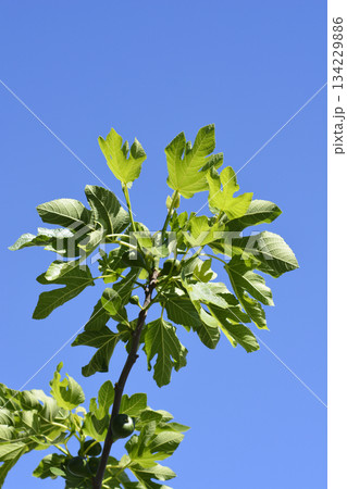 Common fig Common fig 134229886