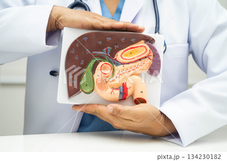 Liver with gallbladder, pancreas spleen and duodenum, Asian doctor holding human anatomy model for study diagnosis and treatment in hospital. Liver with gallbladder, pancreas spleen and duodenum, Asian doctor holding human anatomy model for study diagnosis and treatment in hospital. 134230182