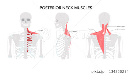 Neck muscle chart, infrahyoid sternohyoid, sternothyroid, thyrohyoid, omohyoid, strap muscles, labeled anatomy 134230254