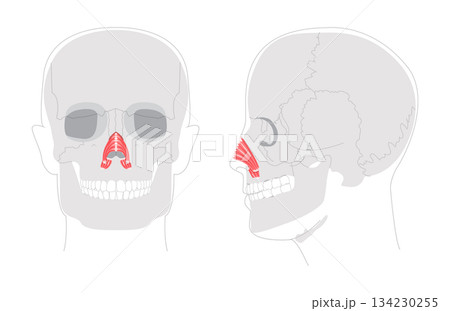 Nasalis transverse alar part - Nasal muscle section compressing nostrils, depicted in detailed chart key nasal function Nasalis transverse alar part - Nasal muscle section compressing nostrils, depicted in detailed chart key nasal function 134230255