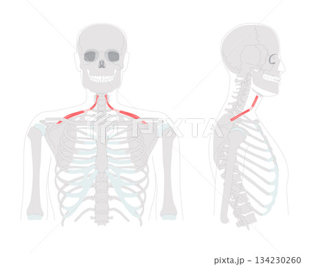 Omohyoid - Neck strap muscle illustrated in diagram, depresses and retracts hyoid bone, involved in neck tension 134230260