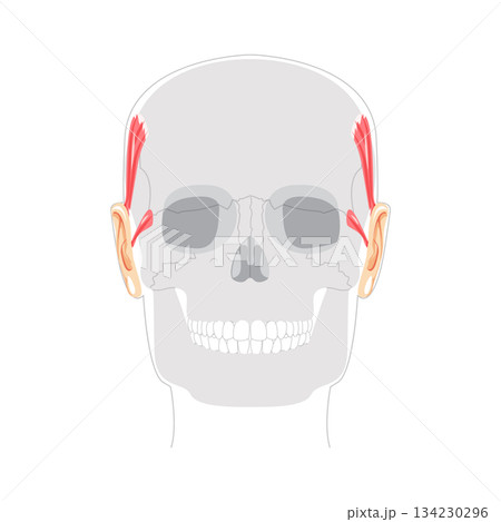 Superior Anterior auricular - Ear muscle illustrated in anatomy chart, elevates the ear, important for auricular movement 134230296