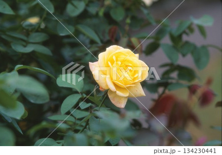 ポジフィルムで撮影した黄色いバラ 134230441