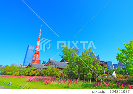 東京都港区、咲きそろう花々と東京タワーの風景 東京都港区、咲きそろう花々と東京タワーの風景 134231087