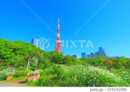東京都港区、咲きそろう花々と東京タワーの風景 134231090