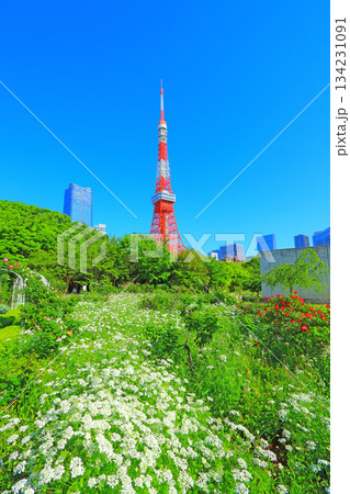 東京都港区、咲きそろう花々と東京タワーの風景 東京都港区、咲きそろう花々と東京タワーの風景 134231091