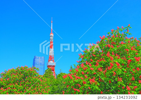 東京都港区、咲きそろう花々と東京タワーの風景 134231092