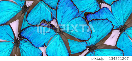 Morpho godartii butterfly composition on pink background. Horizontal banner 134231207