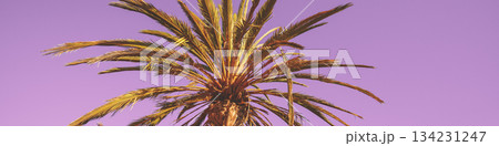Top of a palm tree on a purple background. Horizontal banner 134231247