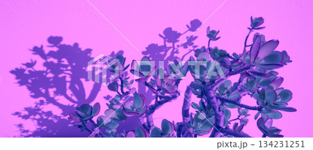 Crassula plant against a pink background. Horizontal banner 134231251