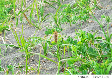 茶色いコウボウムギの穂（春、四月） 134231280
