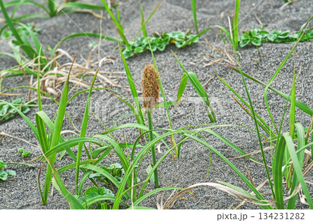 茶色いコウボウムギの穂(春、四月) 茶色いコウボウムギの穂(春、四月) 134231282