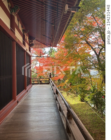 紅葉の見える寺院の廊下 134231448