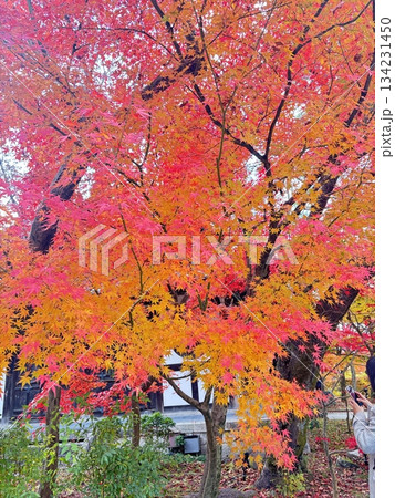 紅葉したモミジ 134231450