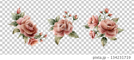 Roses with buds and leaves. Dusty pink garden flower arrangements set. Watercolor hand painted floral isolated illustration on white background for wedding design home textile porcelain crockery card 134231719