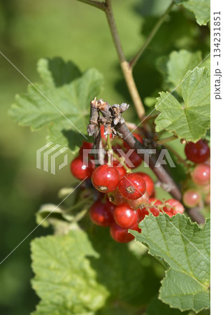 Red currant Red currant 134231851
